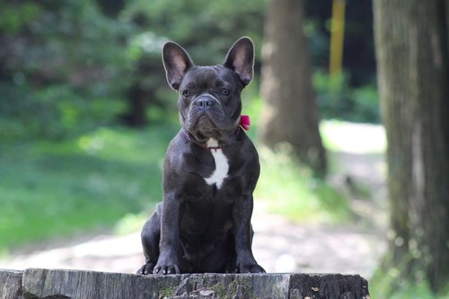 french bulldog  dog  bulldog