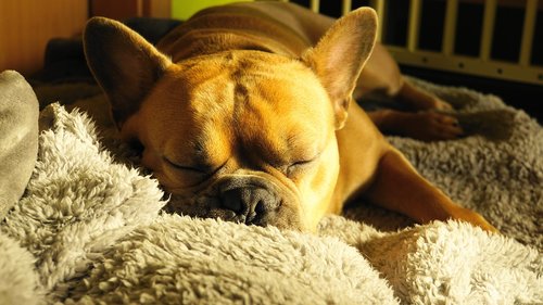 french bulldog  dog  sleeping