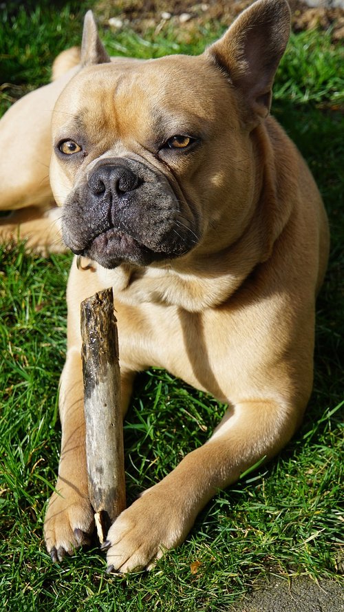 french bulldog  dog  animal