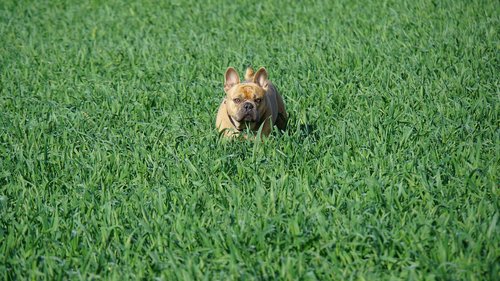 french bulldog  field  green