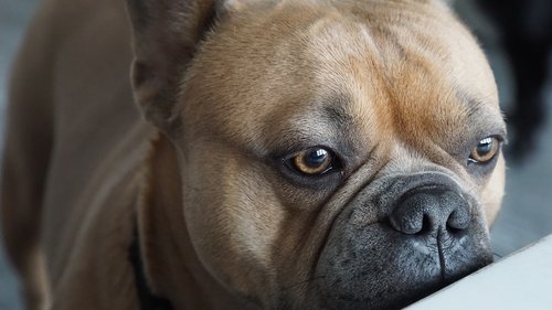 french bulldog  eyes  view