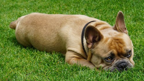french bulldog  dog  relaxed