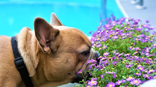 french bulldog  floral  flowers