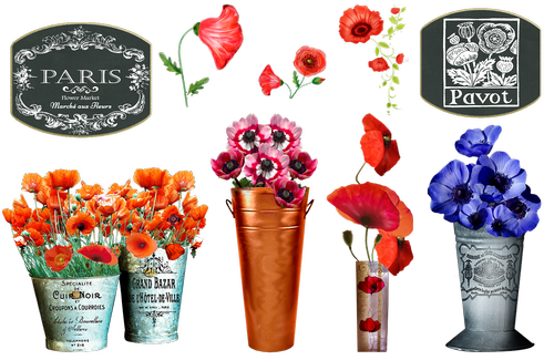 french flower market  poppy  marche aux fleurs