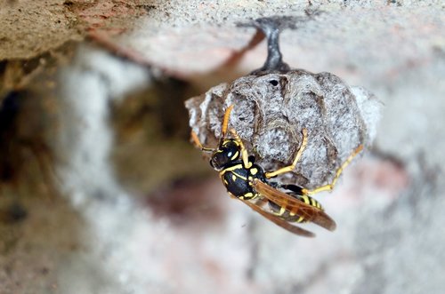 french wasps  mother queen  egg