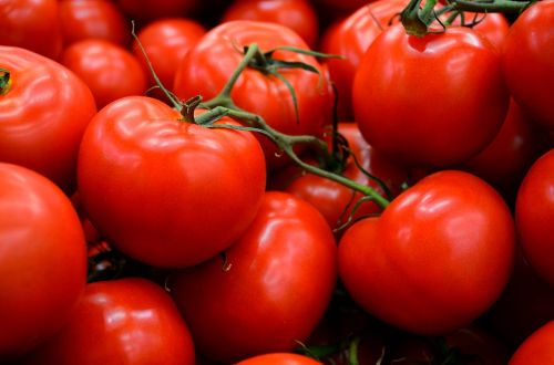 tomato vegetables fresh