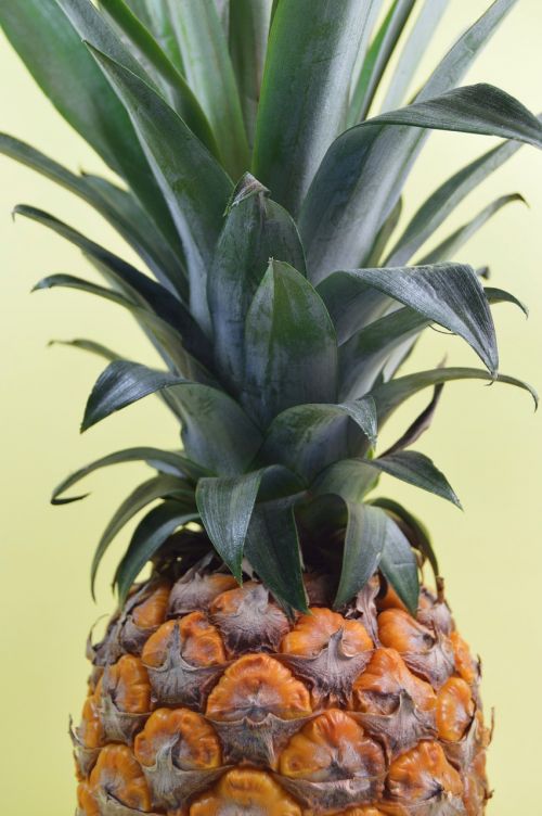pineapple fresh raw