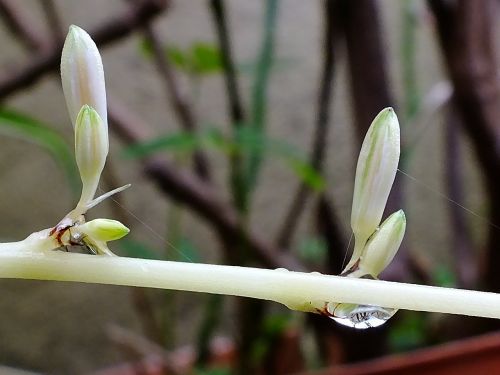 fresh leaves branch