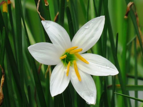 fresh flower white flower