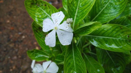 fresh flower rain