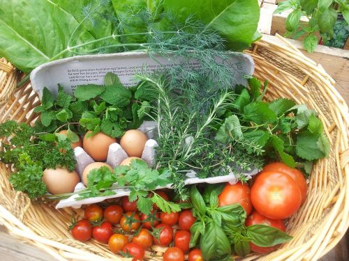 fresh harvest herbs