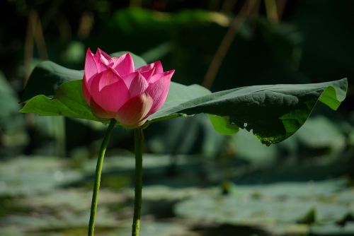 fresh plant flowers and plants