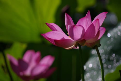 fresh plant flowers and plants