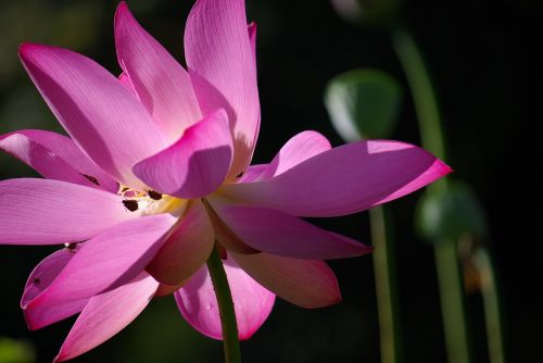 fresh plant flowers and plants