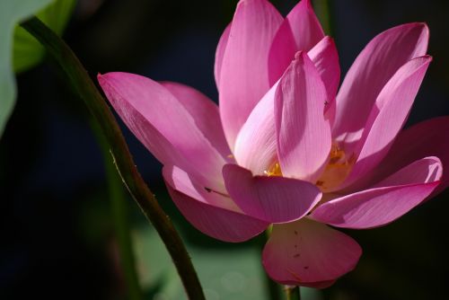 fresh plant flowers and plants