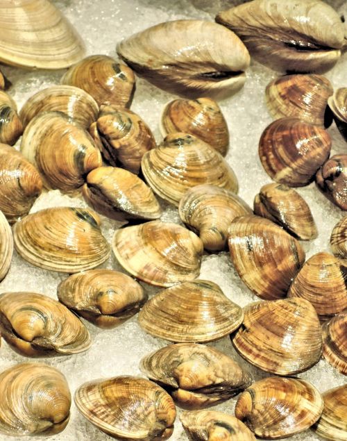 fresh atlantic clams ice shells