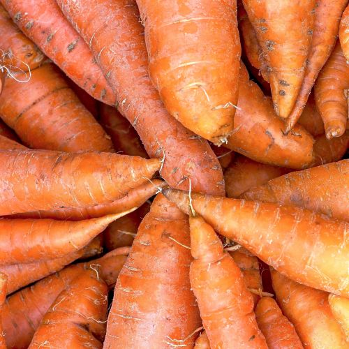 Fresh Carrots