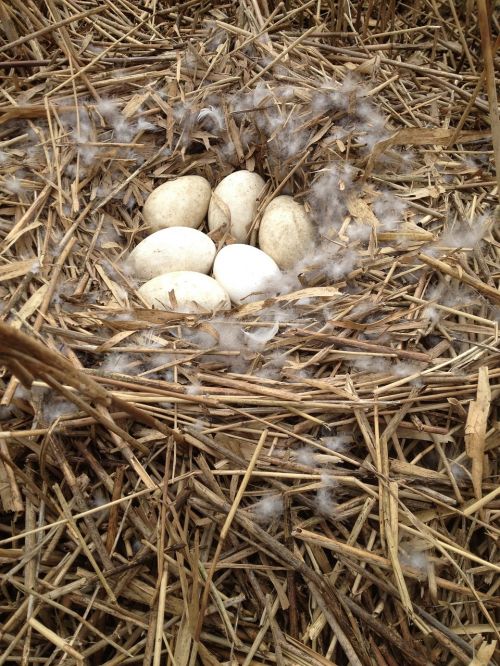 fresh eggs nest goose eggs