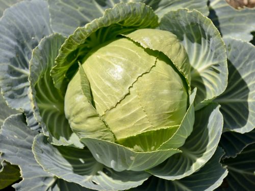 Fresh Farm Cabbage Head
