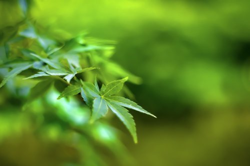 fresh green  leaves  leaf