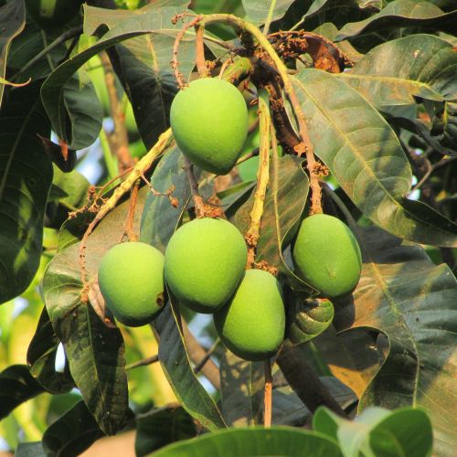 fresh mango fruit juicy
