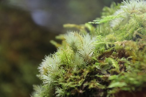 fresh moss  lichens  tiny plants