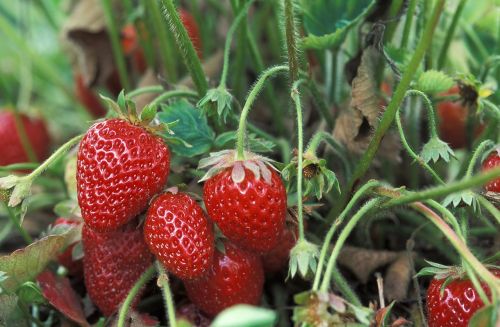 fresh strawberries growing macro