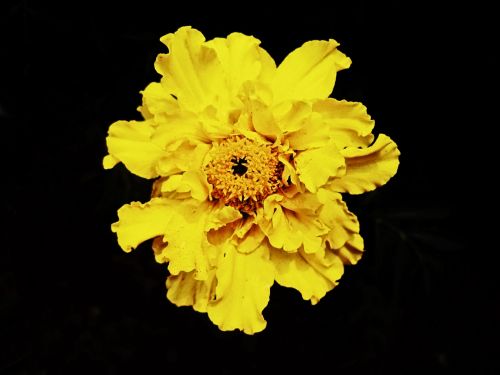 Fresh Yellow Marigold