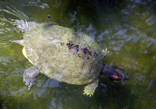 freshwater turtle swimming water
