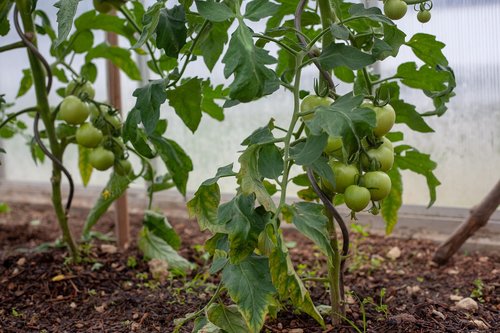 fried green tomatoes  tomatoes  cultivation
