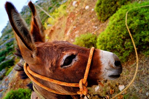 friend donkey peace