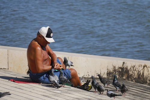 guy pigeons friends