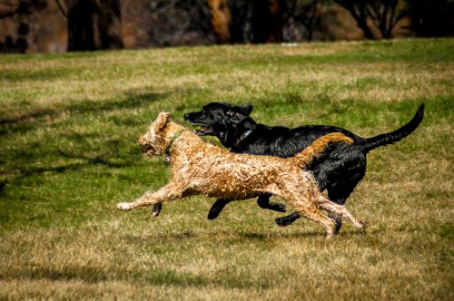 Friends Playing