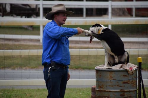 friendship handshake shepherd dog