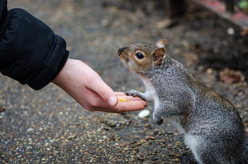friendship  squirrel  hand