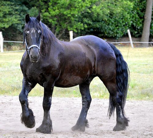 fries horse stallion horse