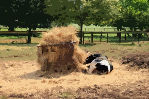 Friesian Cow And Hay Fodder