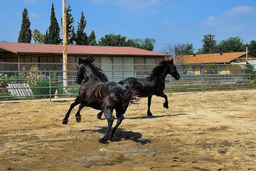 horses friesian black fur