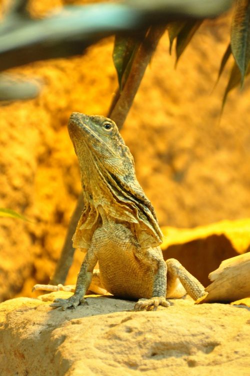 frill necked lizard lizard reptile