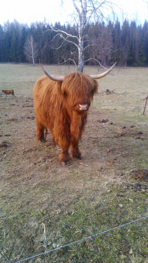 fringe bison horn