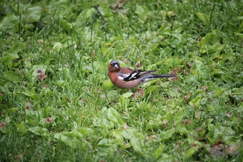 fringilla coelebs chaffinch bird