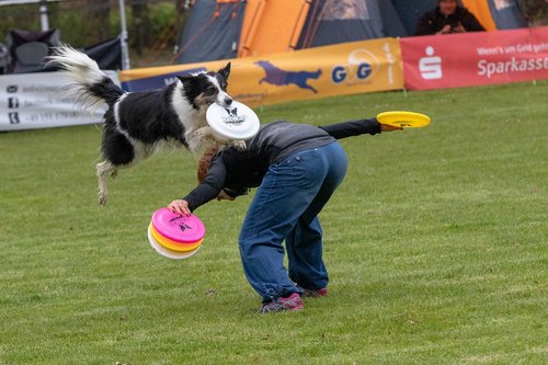 frisbee  dogfrisbee  dog