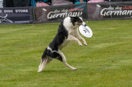 frisbee  dogfrisbee  disc mastiffs