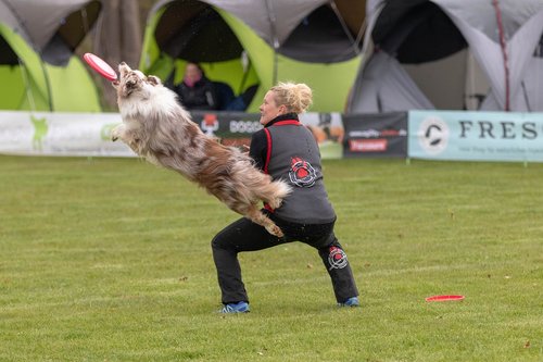 frisbee  dogfrisbee  disc mastiffs