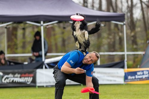 frisbee  dogfrisbee  disc mastiffs