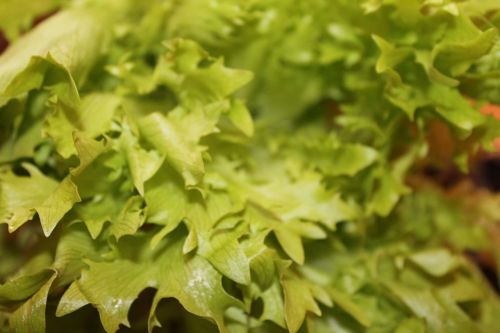 friseesalat salad vegan