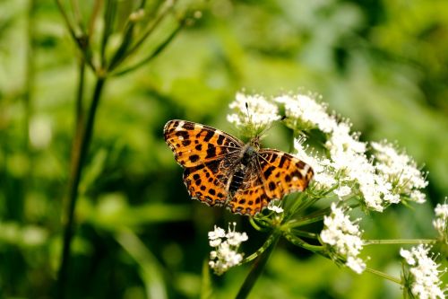 fritillary butterfly orange