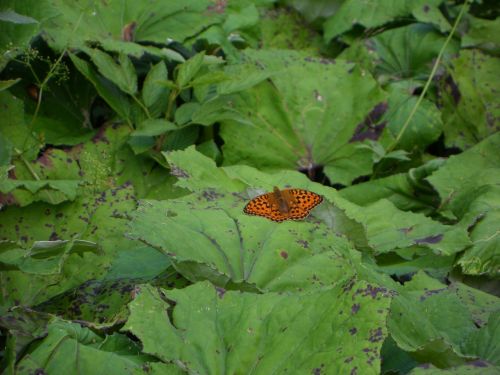 fritillary butterfly orange