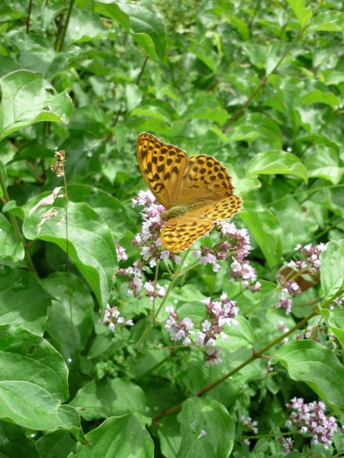 fritillary german butterfly nature