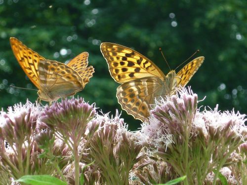 fritillary nature butterfly